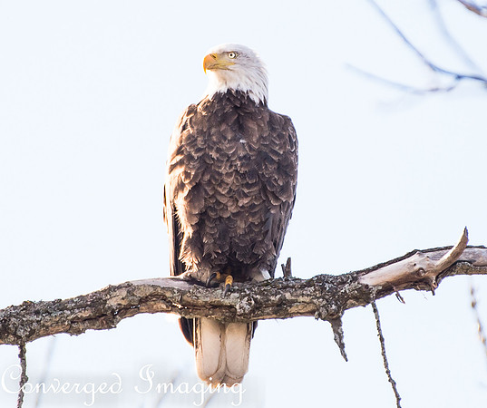 MAR_9111