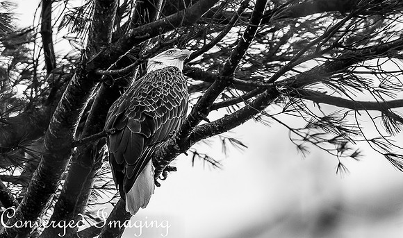 DEC_2674